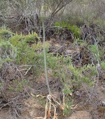 Drimia capensis