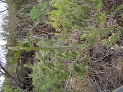Drimia capensis