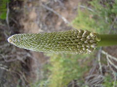 Drimia capensis