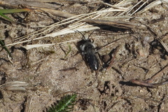 Andrena cineraria