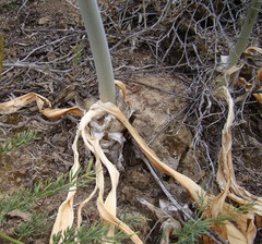 Drimia capensis