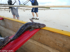 Platycephalidae
