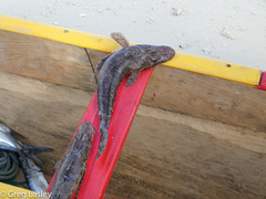 Platycephalidae