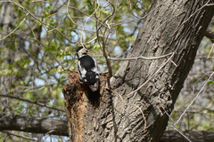 Dendrocopos syriacus