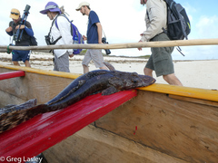 Platycephalidae