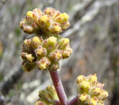 Crassula cotyledonis