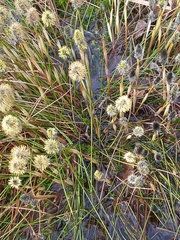 Eriophorum vaginatum