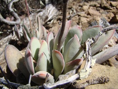 Crassula cotyledonis