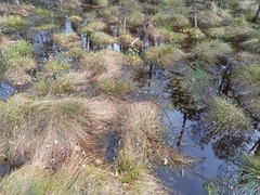Eriophorum vaginatum