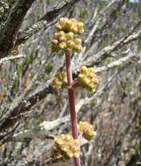 Crassula cotyledonis