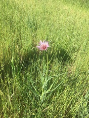 Tragopogon porrifolius