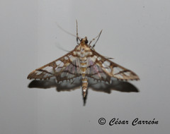 Epipagis disparilis