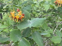 Lonicera flava