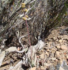 Crassula cotyledonis