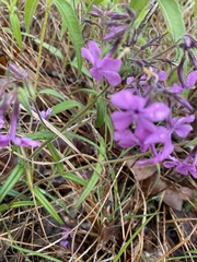 Phlox pilosa