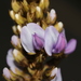 Pueraria montana - Photo (c) 方伊琳(阿鈣),  זכויות יוצרים חלקיות (CC BY-NC), הועלה על ידי 方伊琳(阿鈣)