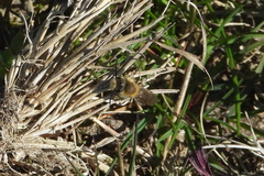 Colletes cunicularius