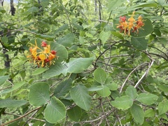 Lonicera flava