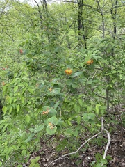 Lonicera flava