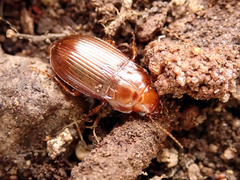 Amara fulva