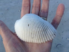 Anadara secticostata