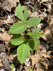 Ptelea trifoliata mollis