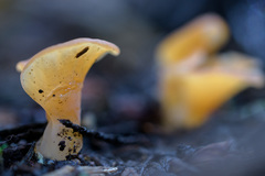 Guepinia helvelloides