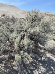 Artemisia tridentata tridentata