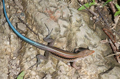 Pholidoscelis auberi