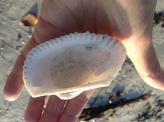 Anadara secticostata