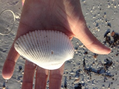 Anadara secticostata