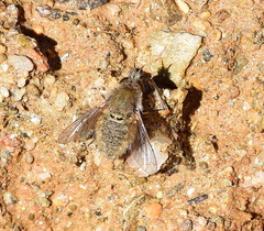 Conophorus glaucescens