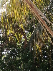 Turdus grayi
