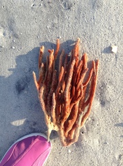 Axinella polycapella