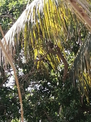Turdus grayi