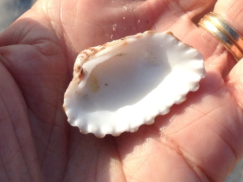 Broad-ribbed Cardita