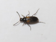 Anaspis fasciata