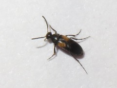 Anaspis fasciata