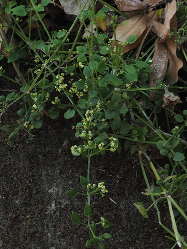 Image of Rubia argyi by no rights reserved