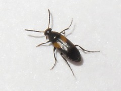 Anaspis fasciata