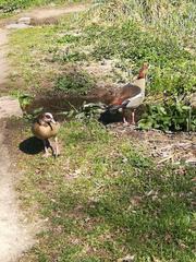 Alopochen aegyptiaca