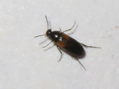 Anaspis fasciata