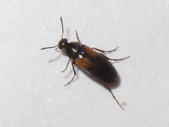 Anaspis fasciata