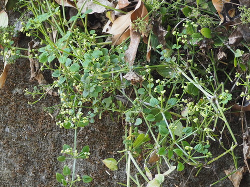 Image of East Asian Madder (Rubia argyi) by no rights reserved