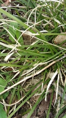 Carex jamesii