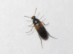Anaspis fasciata