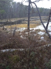 Rhododendron tomentosum