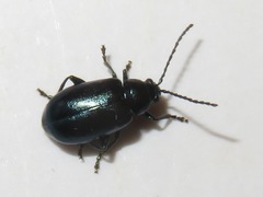 Altica lythri