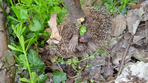Northern White-Breasted Hedgehog