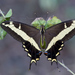 Bahamian Swallowtail - Photo (c) djhiker, some rights reserved (CC BY-NC), uploaded by djhiker